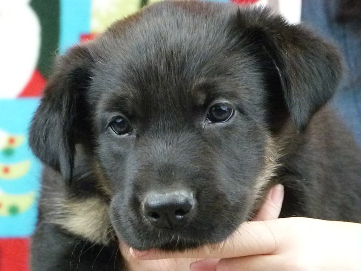 chinook puppy